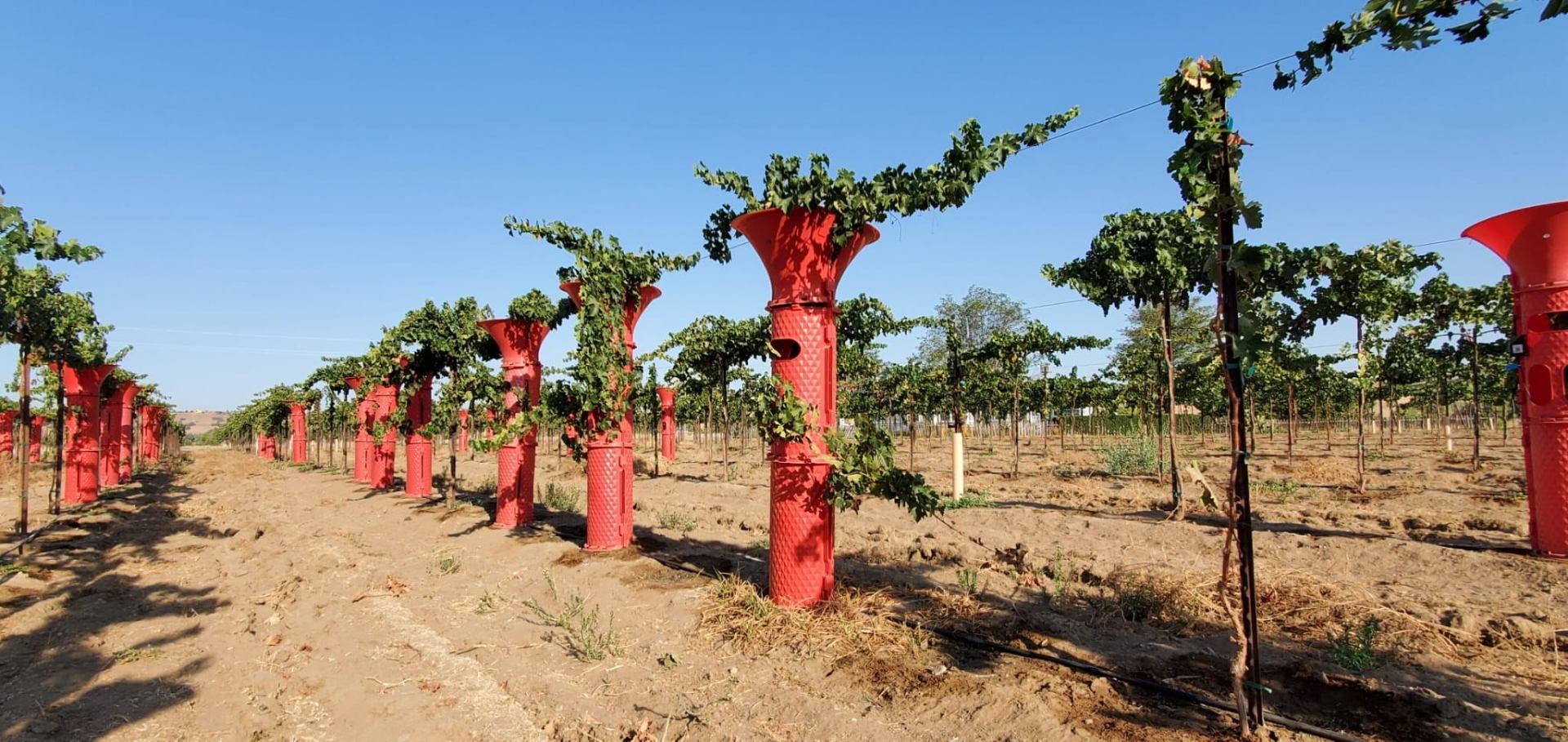 Opti-Harvest vineyard technology with red protective covers on grape vines
